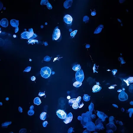 公寓 Studio-cosy 11 Vue Port A Deux Pas De Nausicaa *