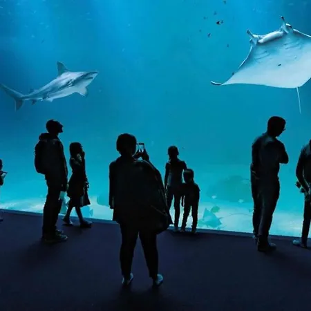 Studio-cosy 11 Vue Port A Deux Pas De Nausicaa